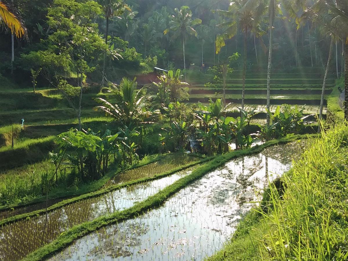 Villa Rimba Ubud Tegallalang  Dış mekan fotoğraf
